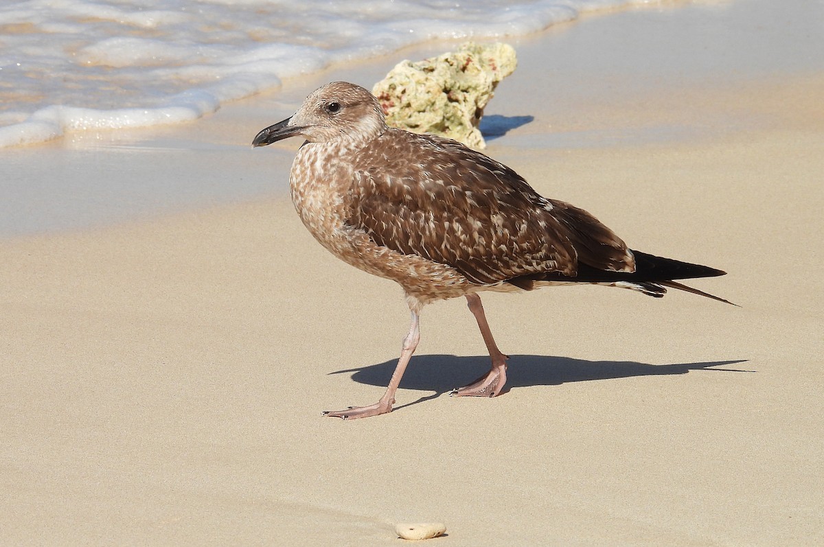 Lesser Black-backed Gull - Jean Iron