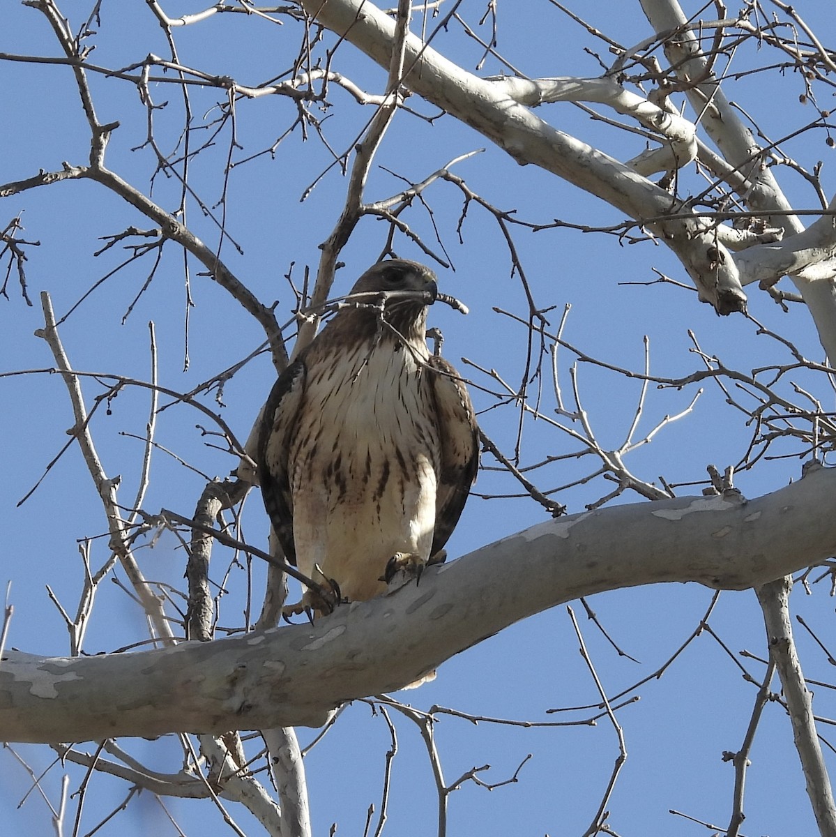 Red-tailed Hawk - ML531526001