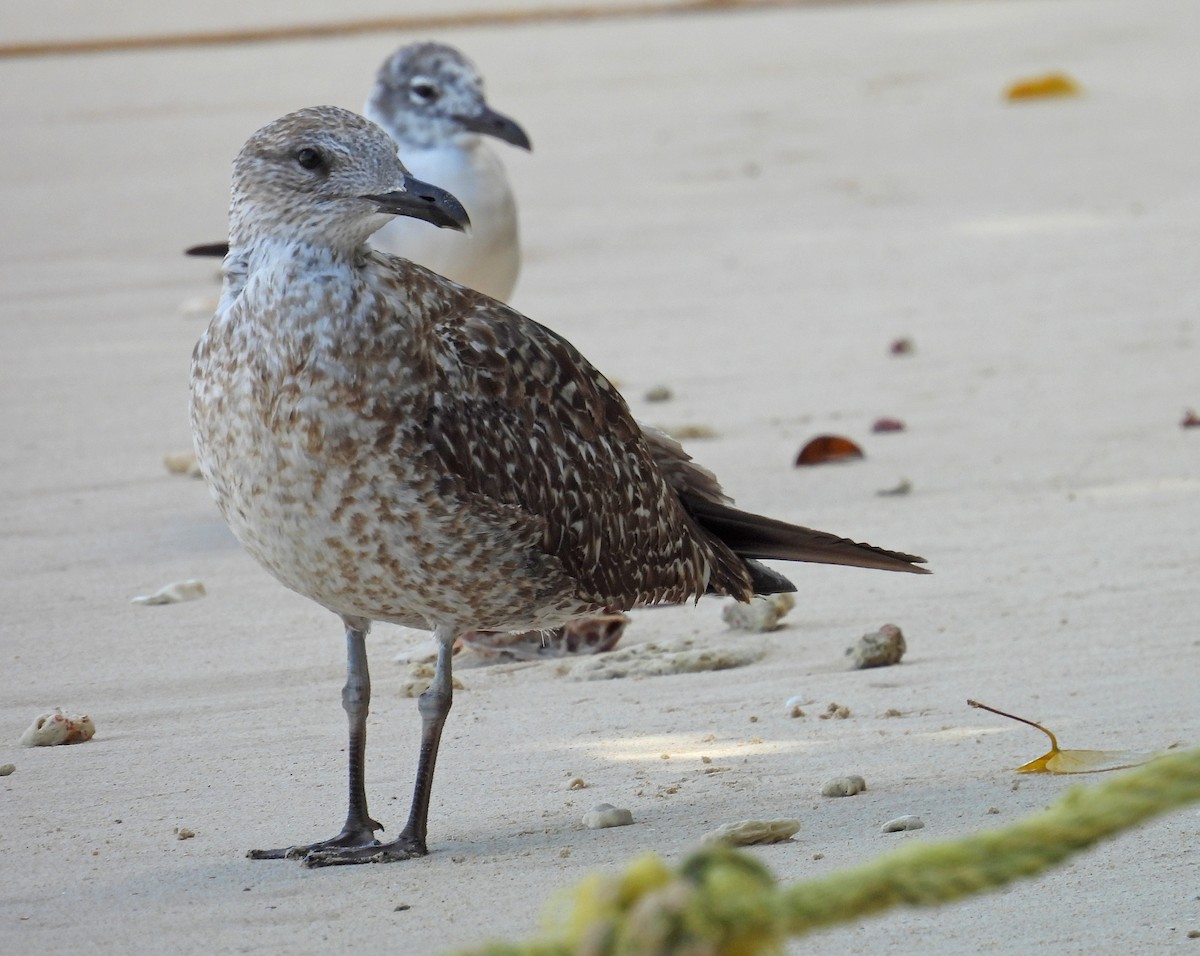 Lesser Black-backed Gull - Jean Iron