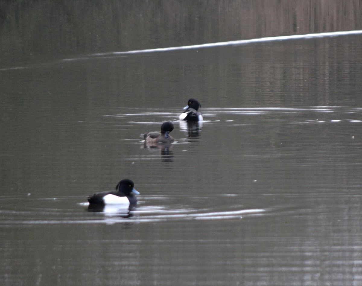 Tufted Duck - ML531526361