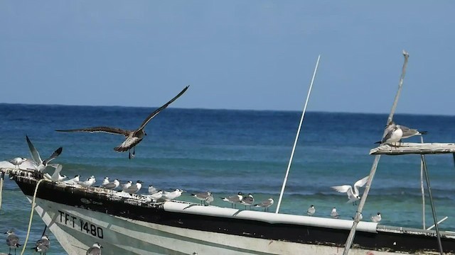 Gaviota Sombría - ML531526431