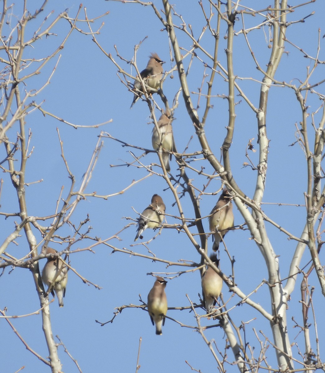 Cedar Waxwing - ML531526481