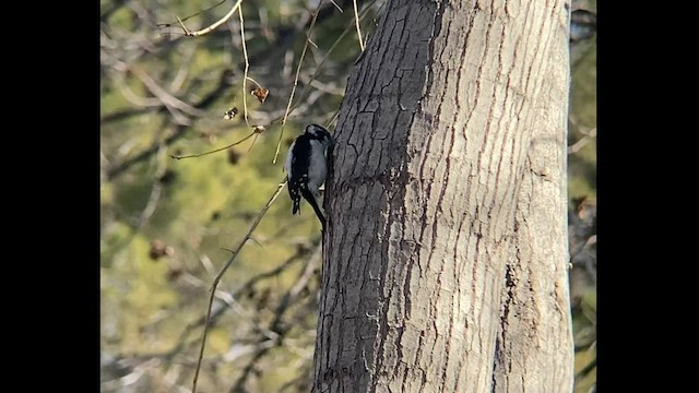 Downy Woodpecker (Rocky Mts.) - ML531526601