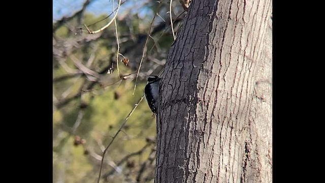 Downy Woodpecker (Rocky Mts.) - ML531526621