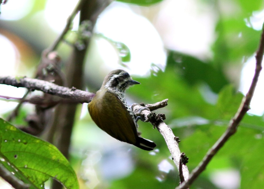 Speckled Piculet - ML53152671