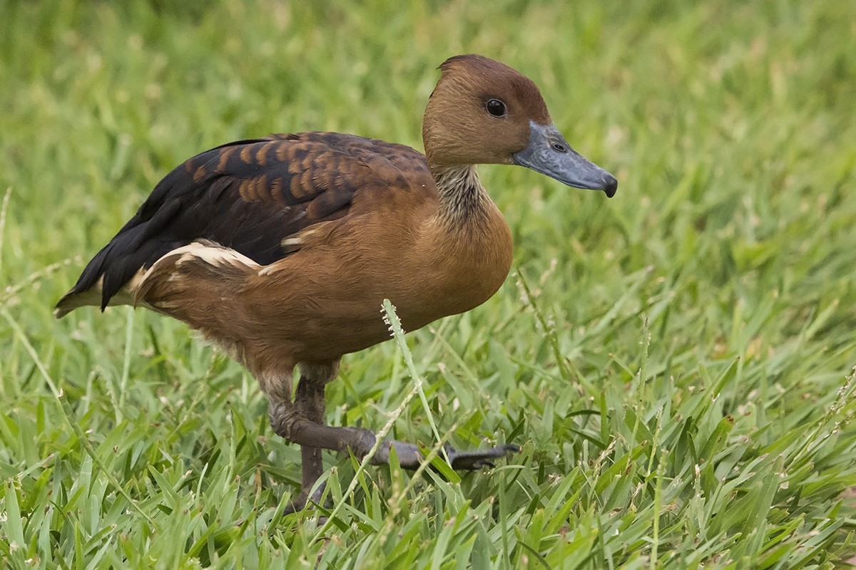 Fulvous Whistling-Duck - ML531527161