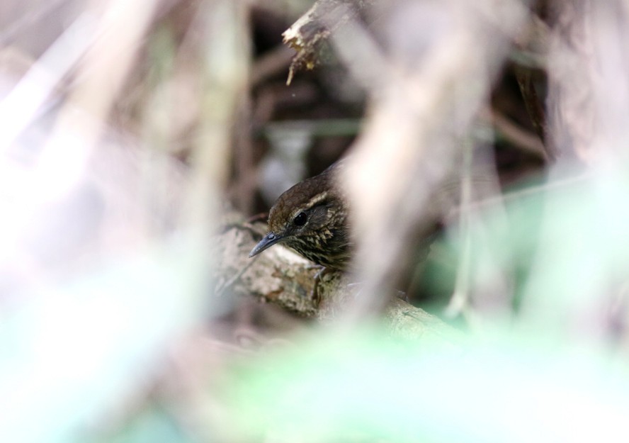 Eyebrowed Wren-Babbler - ML53152771