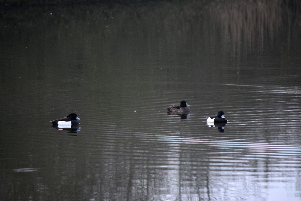 Tufted Duck - ML531528681