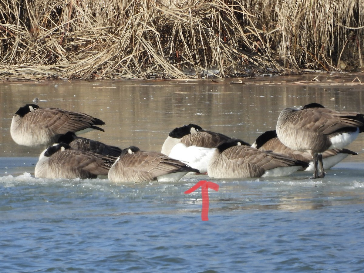 Ross's Goose - ML531528911