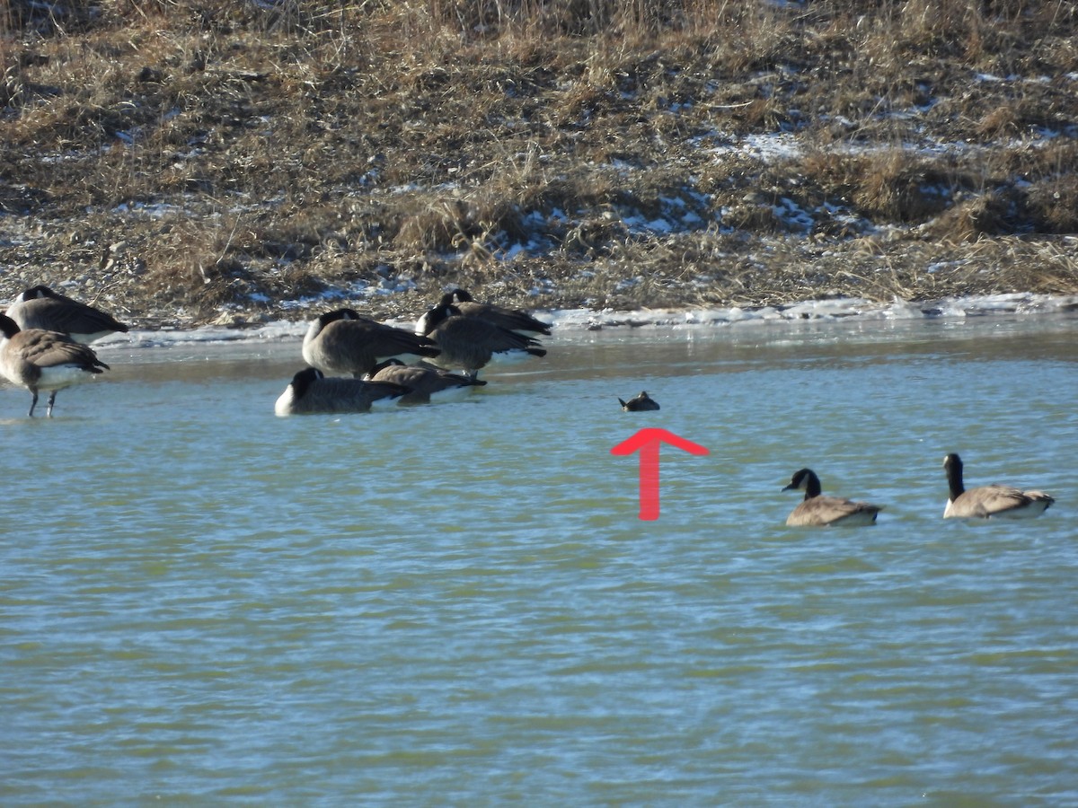 Ruddy Duck - ML531529191