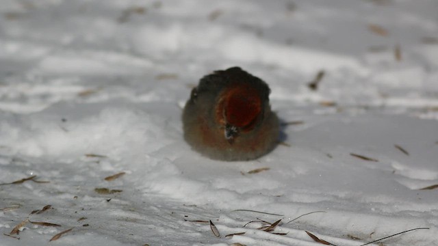 Pine Grosbeak - ML531529781