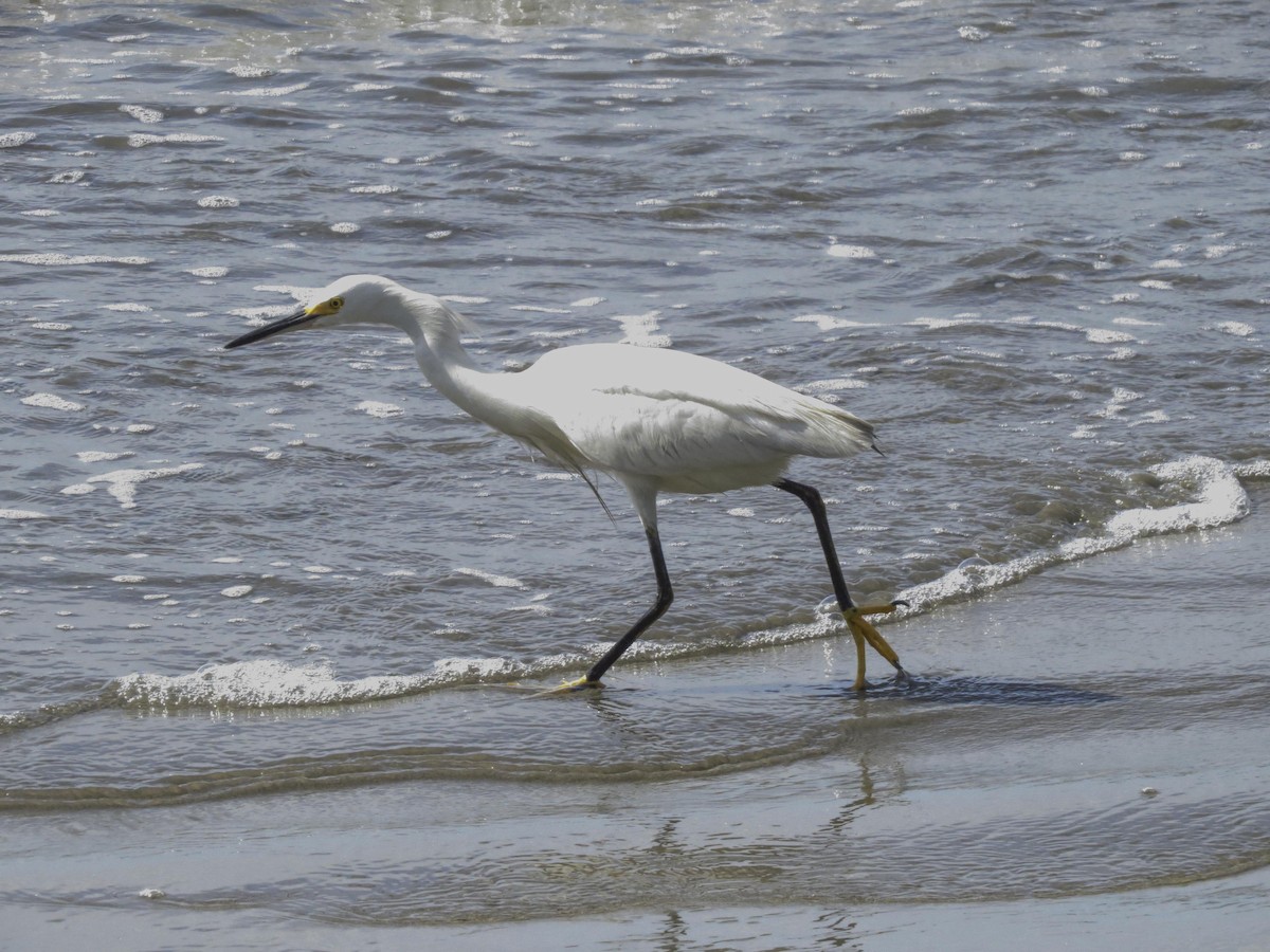 Snowy Egret - ML531530251