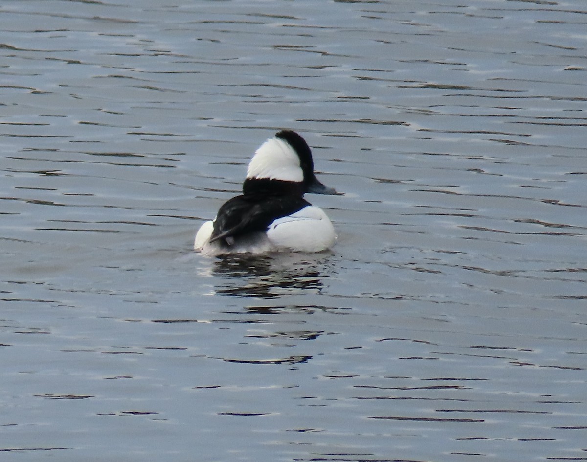 Bufflehead - ML531530271