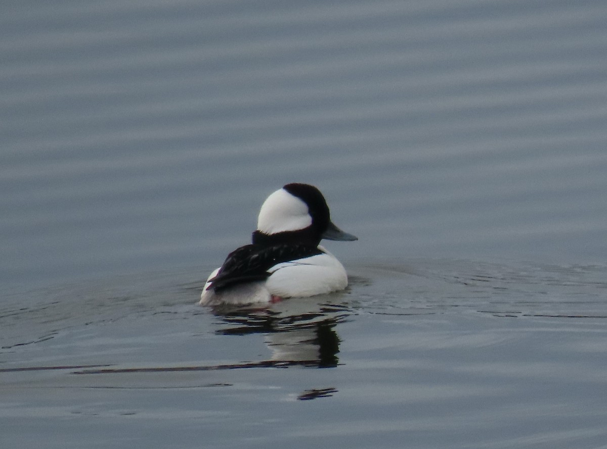 Bufflehead - ML531530541