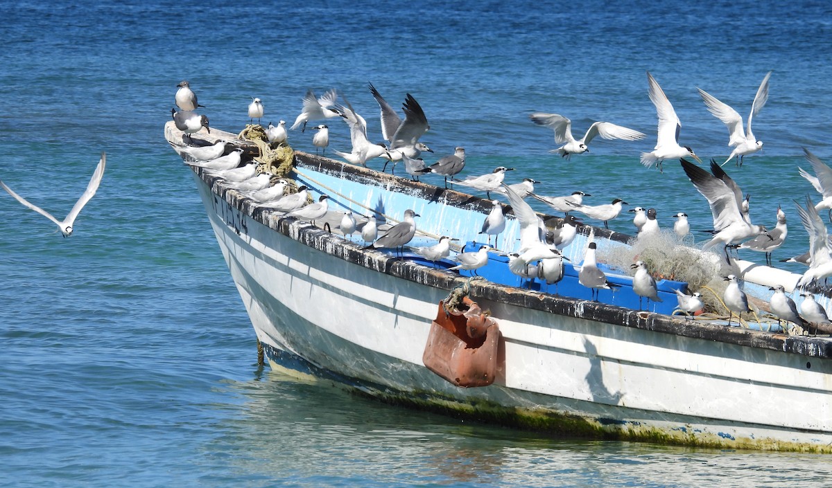 Sandwich Tern - Jean Iron