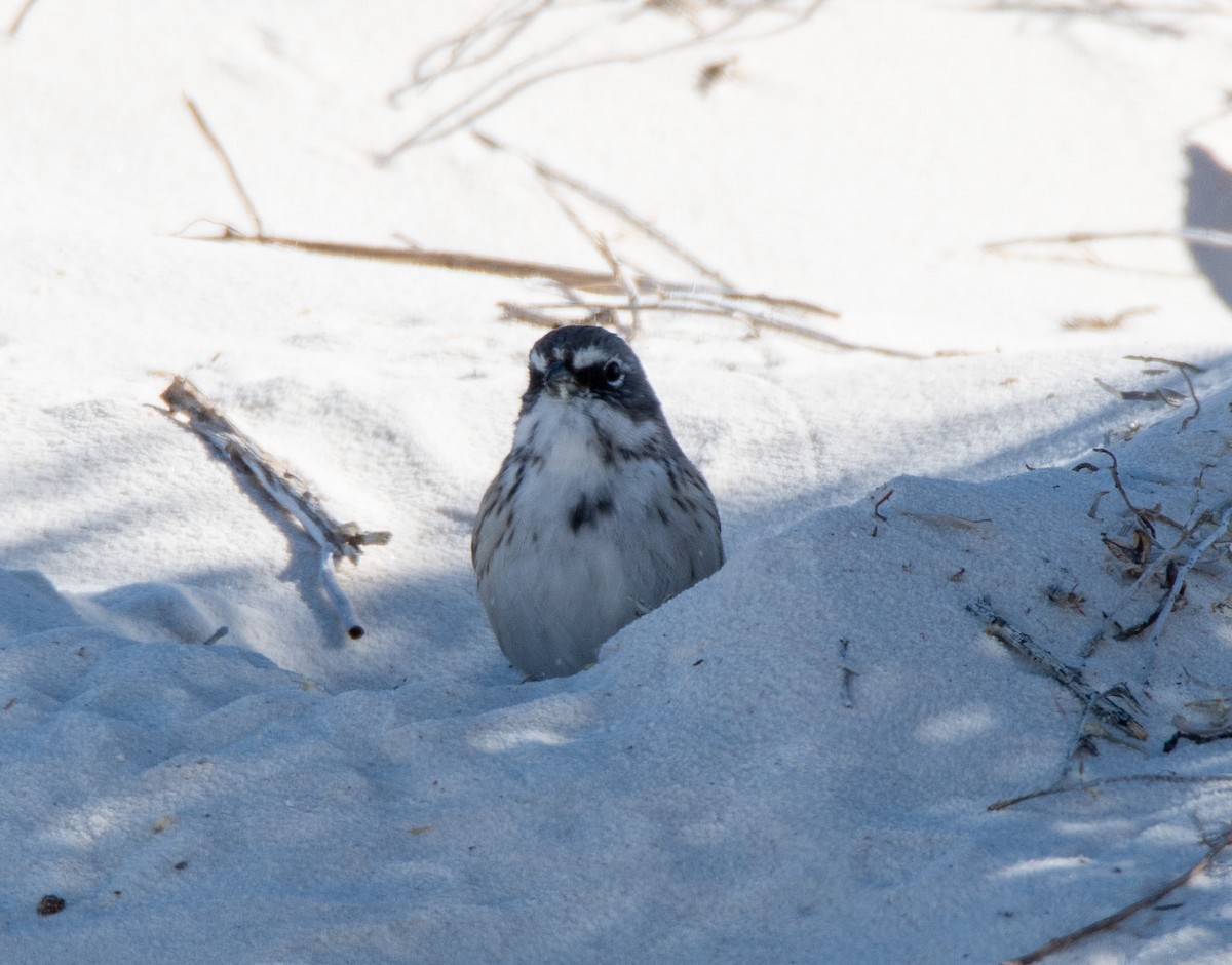 Sagebrush Sparrow - ML531530681