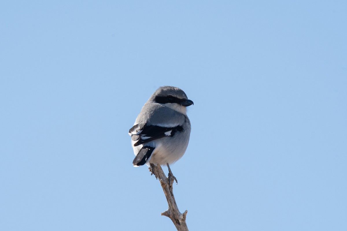 Loggerhead Shrike - ML531530951