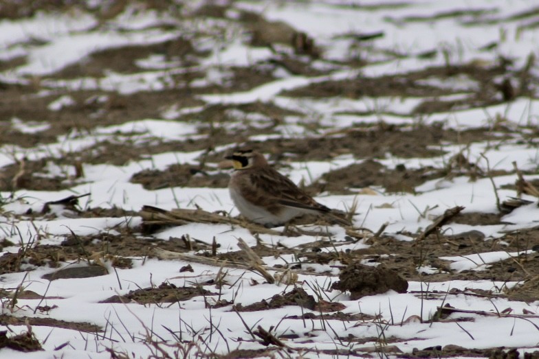 Horned Lark - Ryan Hamilton