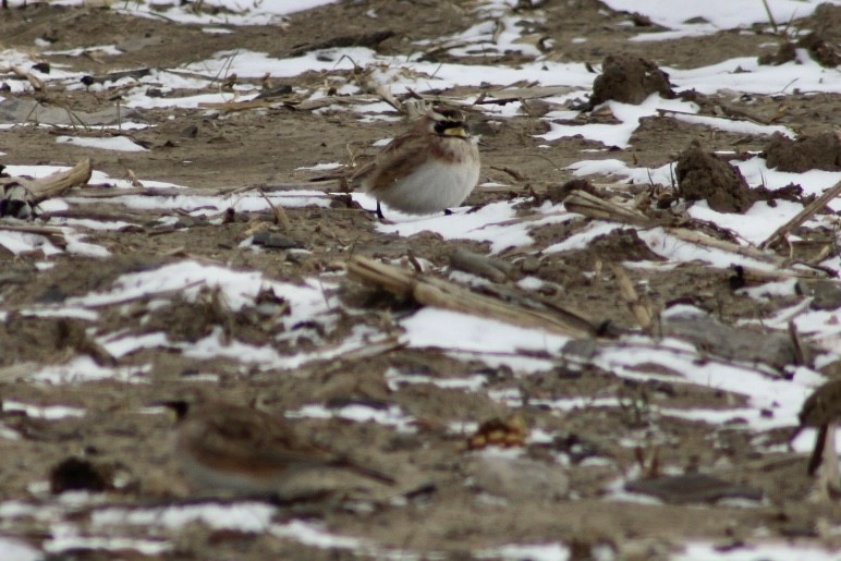 Horned Lark - ML531532021