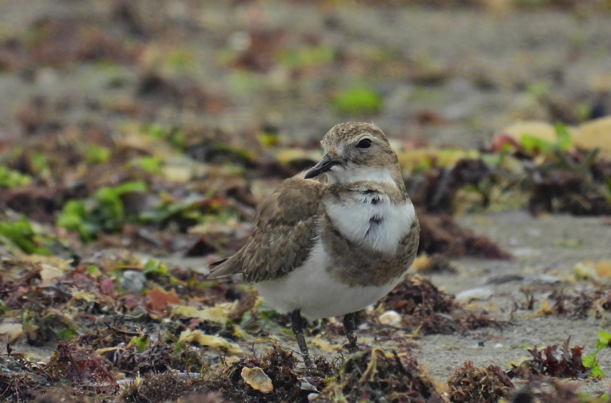 Two-banded Plover - ML531532181