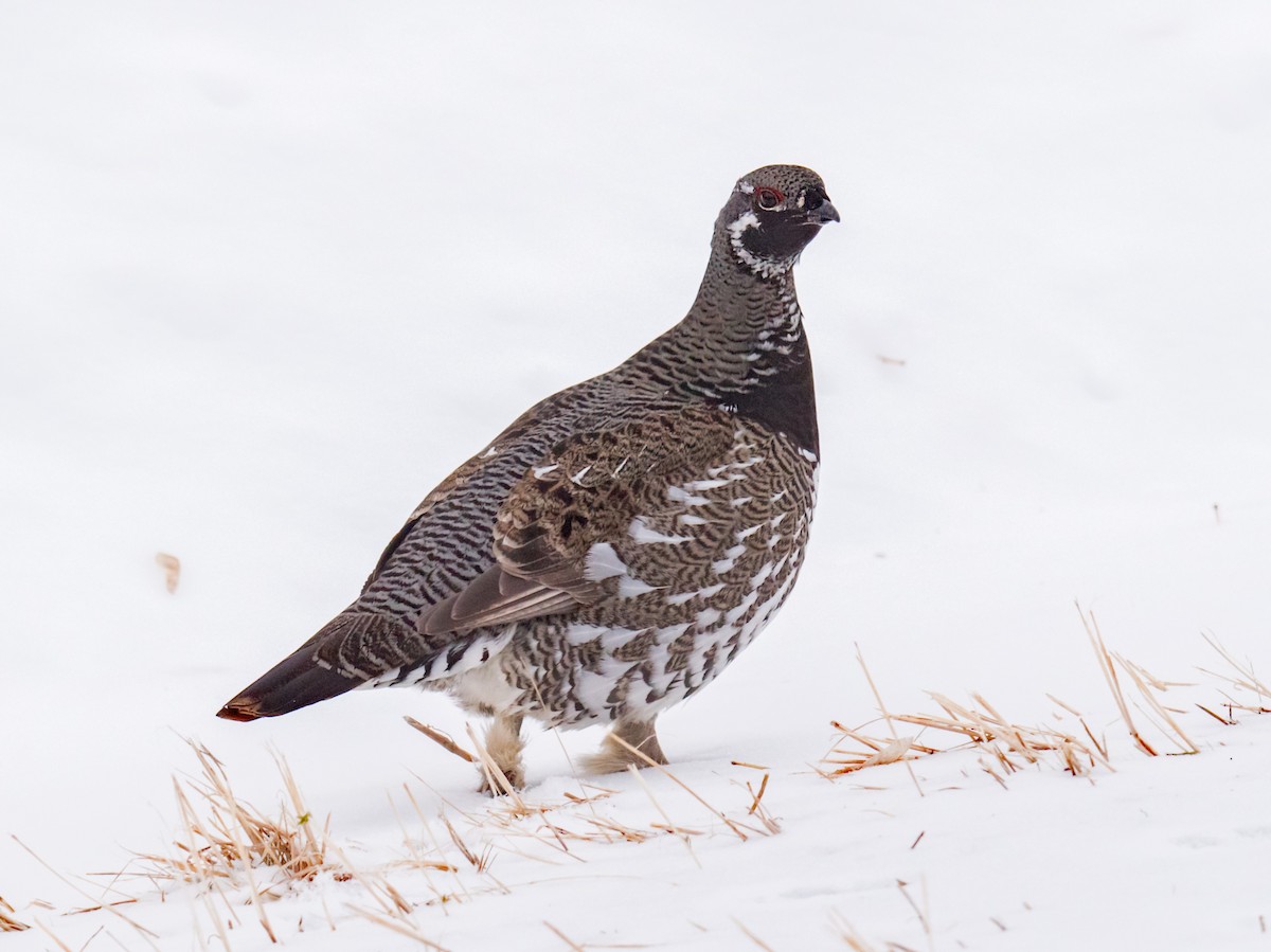 Spruce Grouse - ML531532551