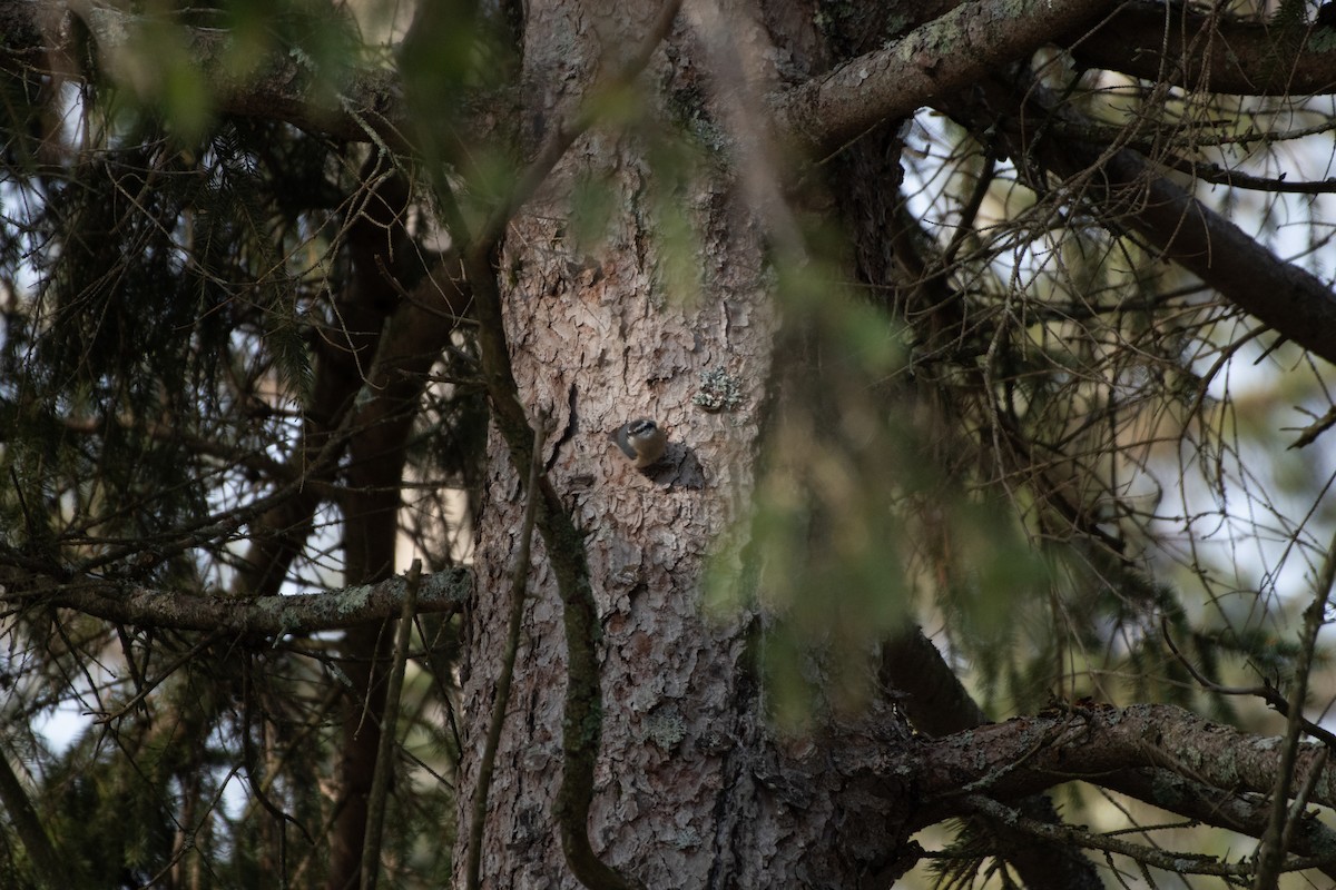 Red-breasted Nuthatch - ML531533791