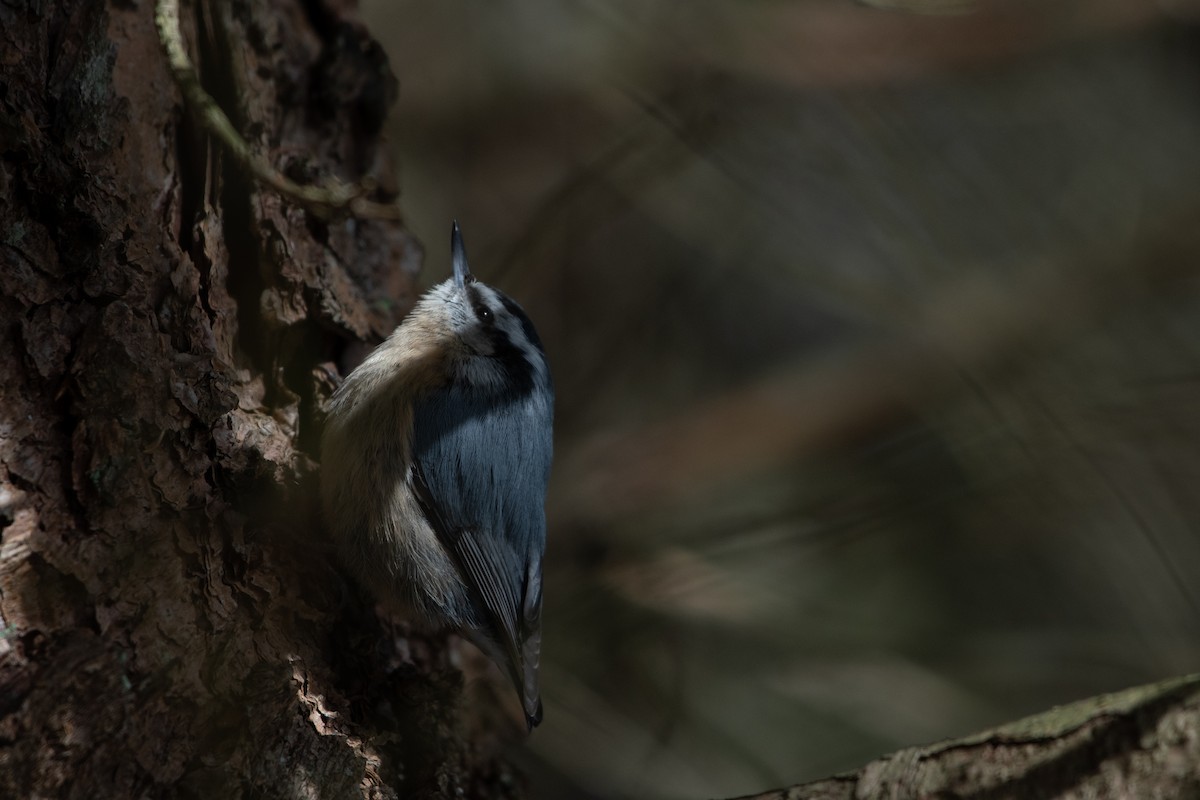 Red-breasted Nuthatch - ML531533811