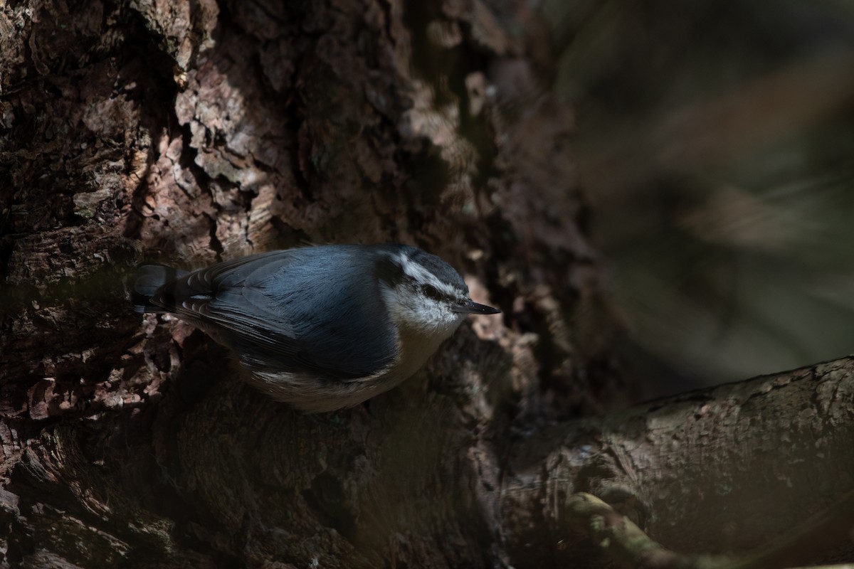 Red-breasted Nuthatch - ML531533821