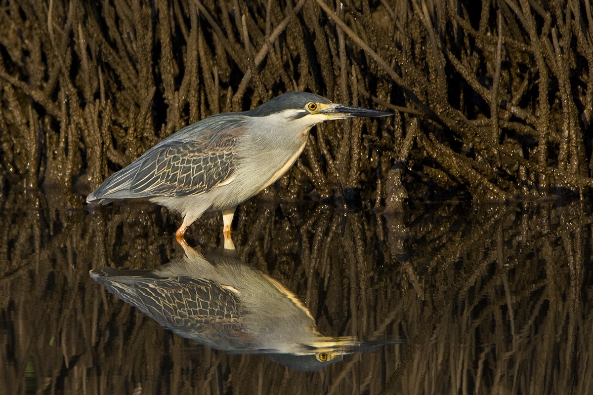 Striated Heron (Old World) - ML531533981