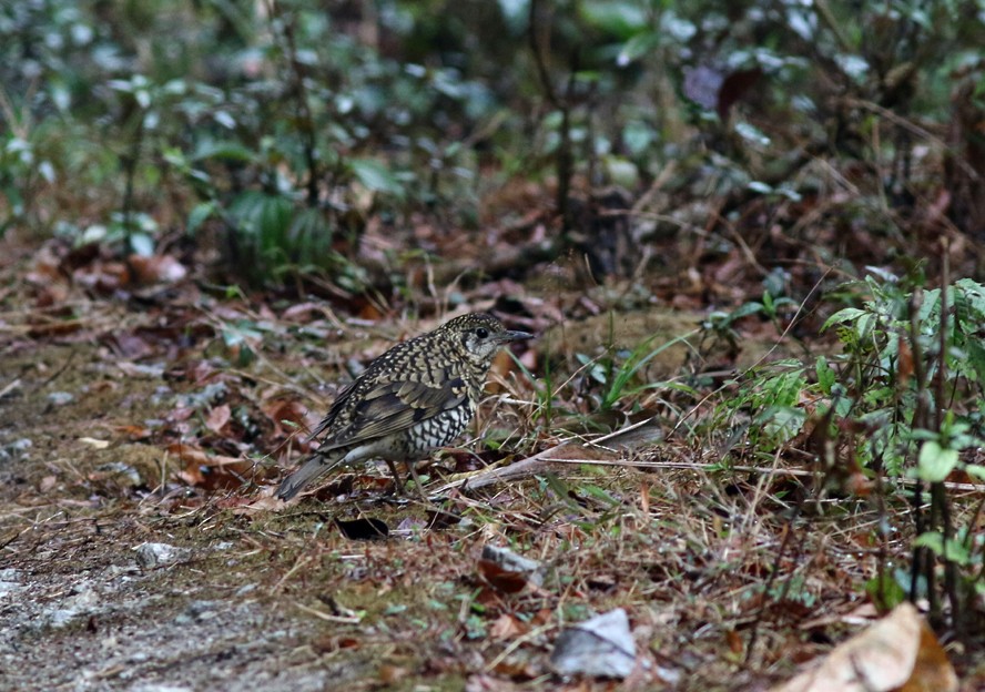 Scaly Thrush - ML53153411