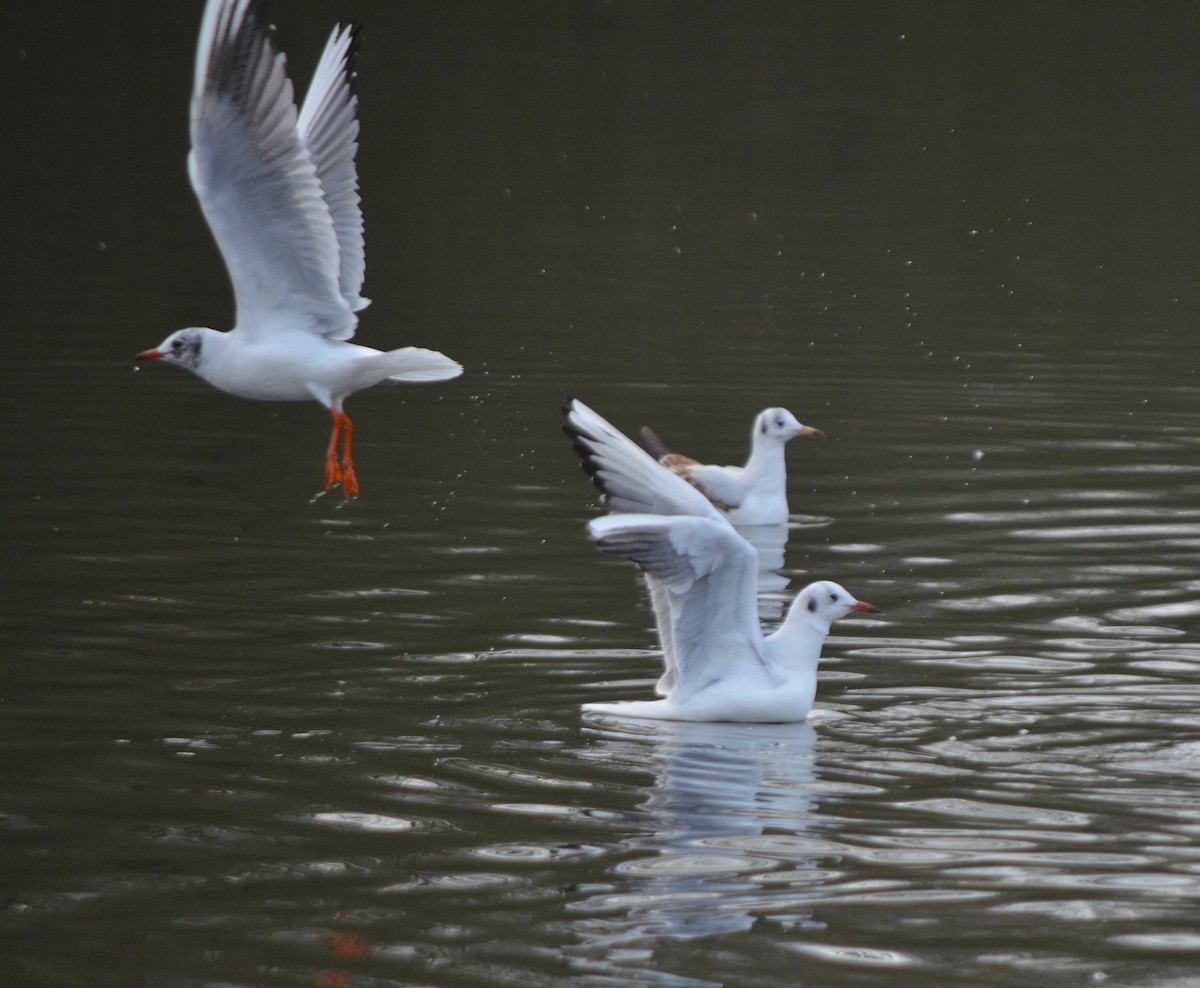 Gaviota Reidora - ML531535021