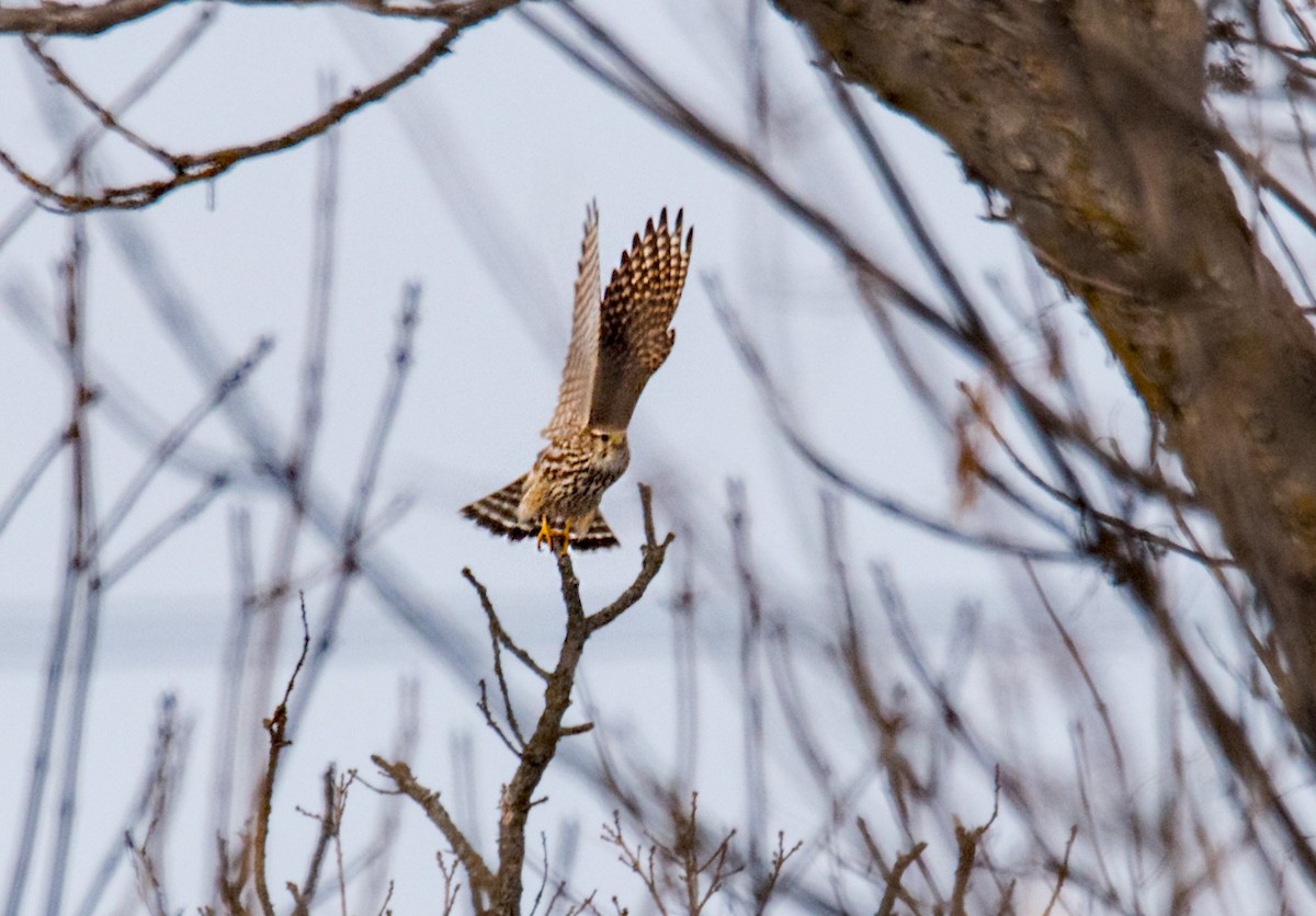 Merlin - ML531537881
