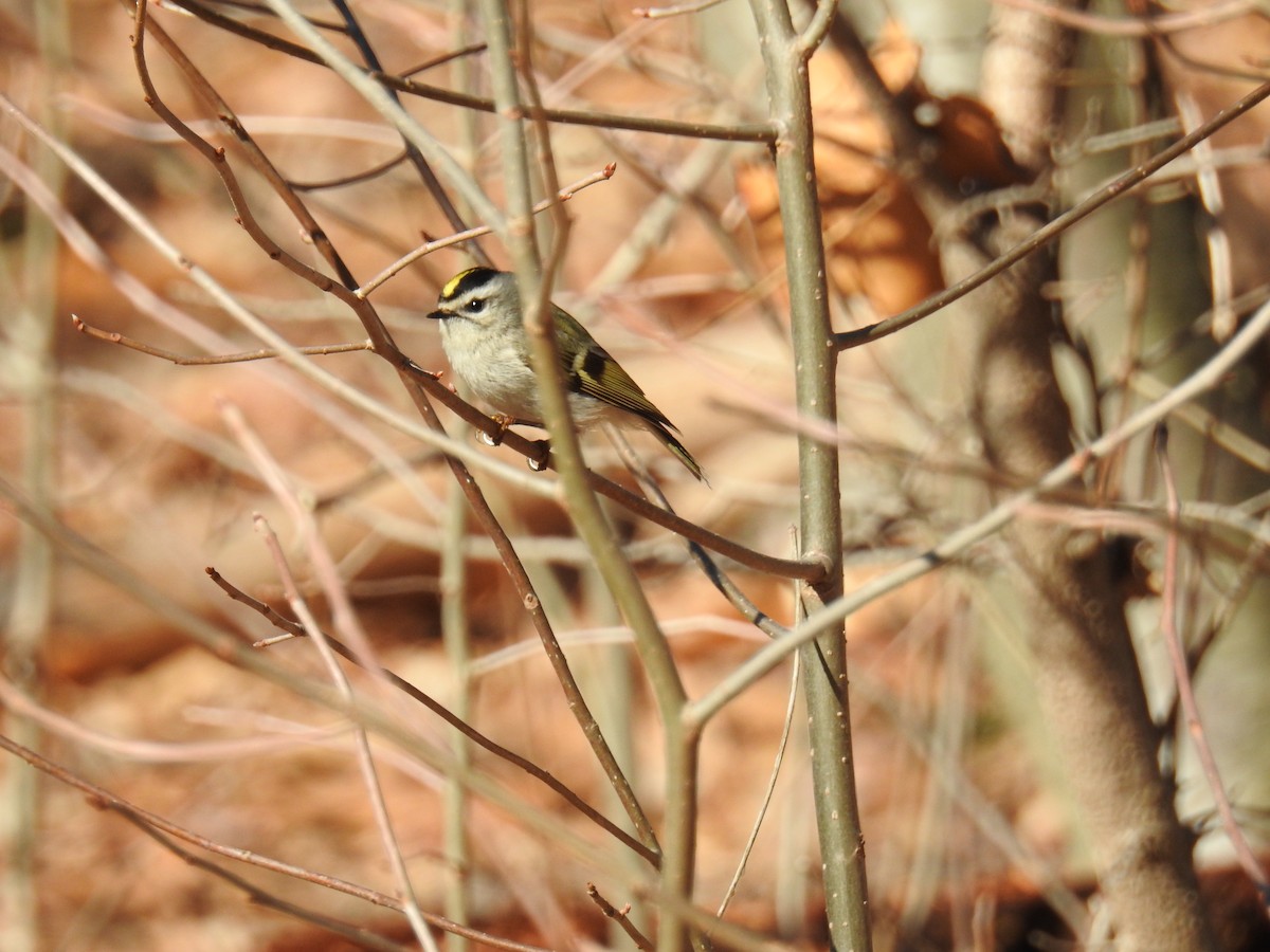 Roitelet à couronne dorée - ML53153811