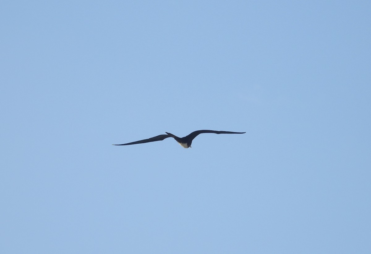 Magnificent Frigatebird - Alejandra Pons