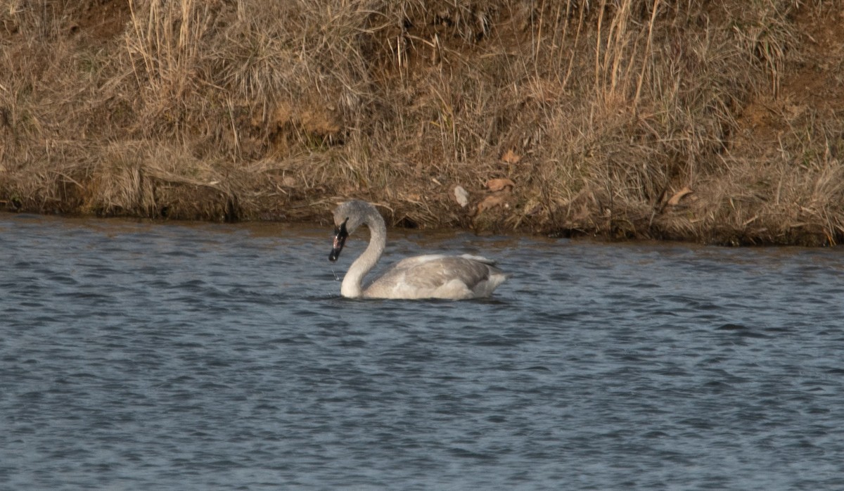 Trumpeter Swan - ML531540271