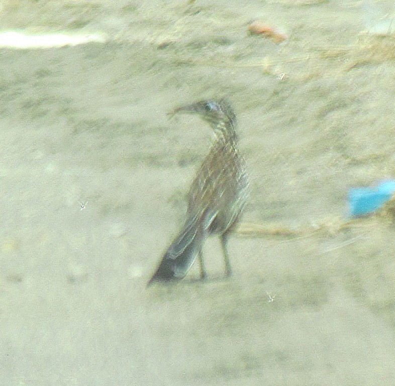 Lesser Roadrunner - ML531540531