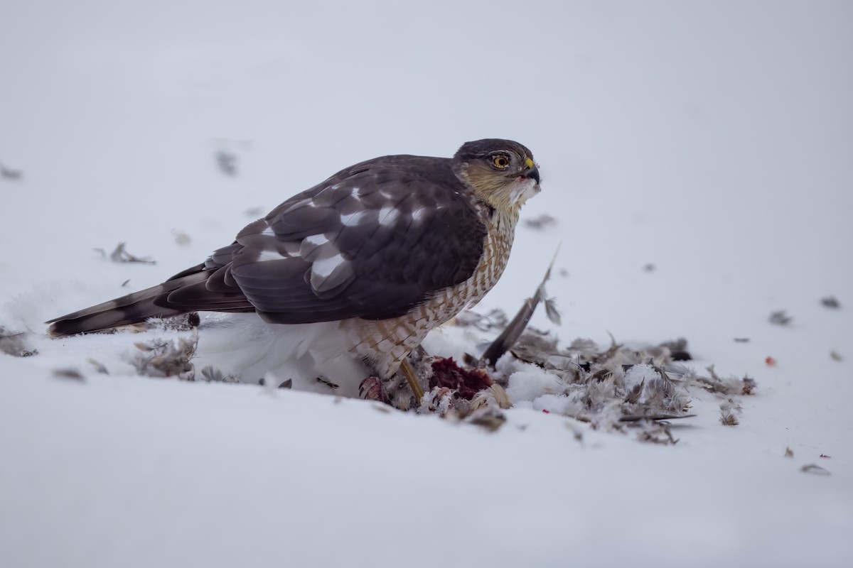 Sharp-shinned Hawk - ML531541171