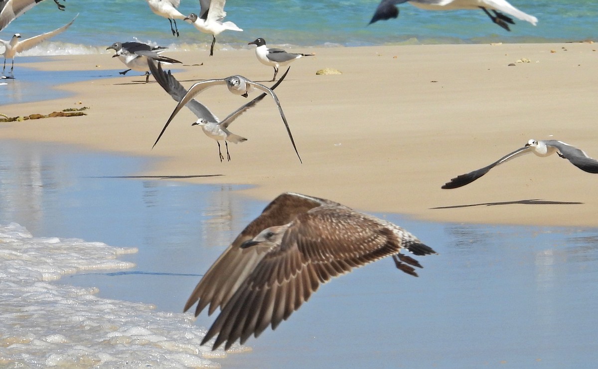 Lesser Black-backed Gull - ML531541271