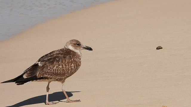 Lesser Black-backed Gull - ML531541731