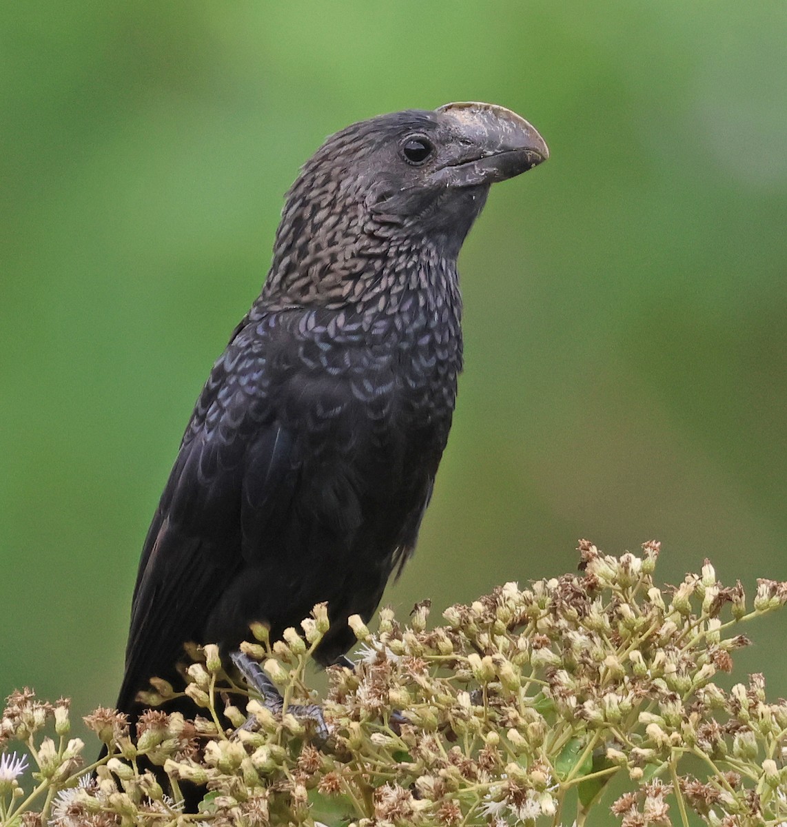 Smooth-billed Ani - ML531541921