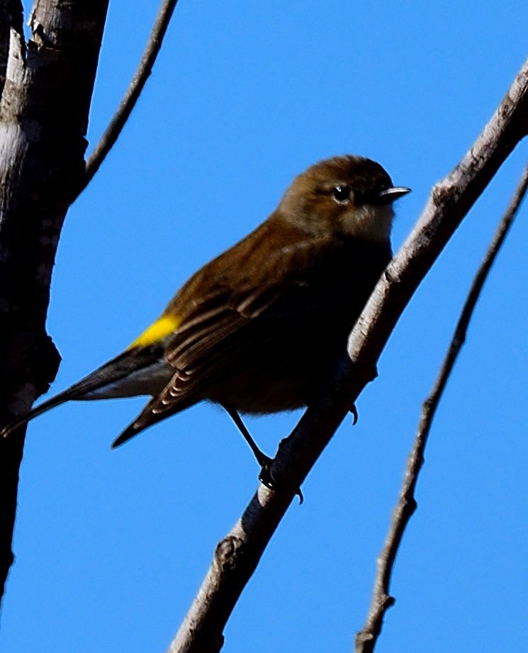 Yellow-rumped Warbler - ML531542061