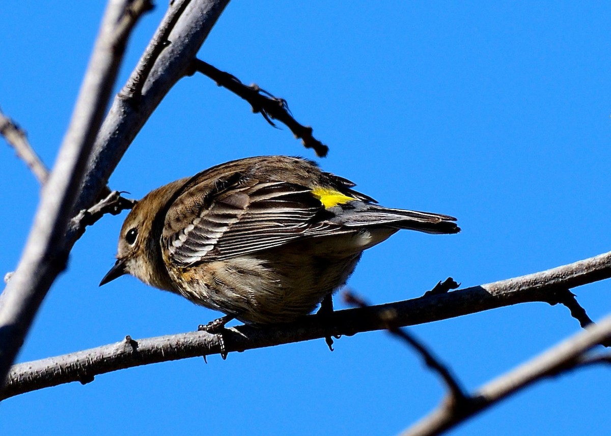 Yellow-rumped Warbler - ML531542071