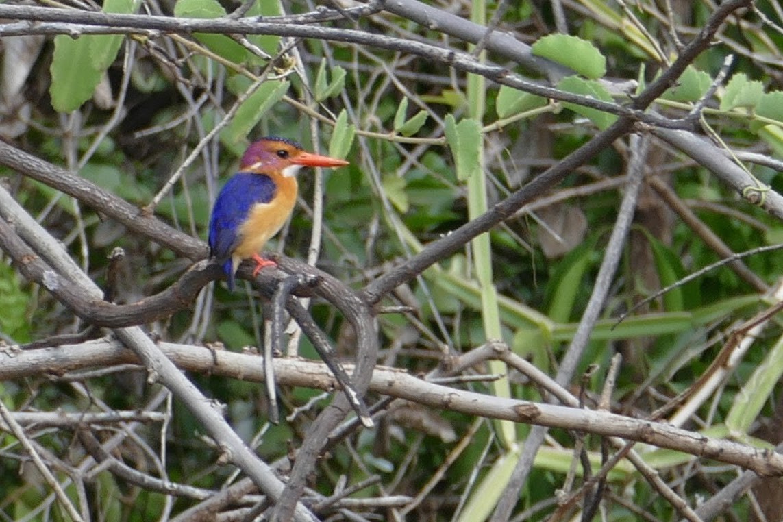 African Pygmy Kingfisher - Hugh Powell
