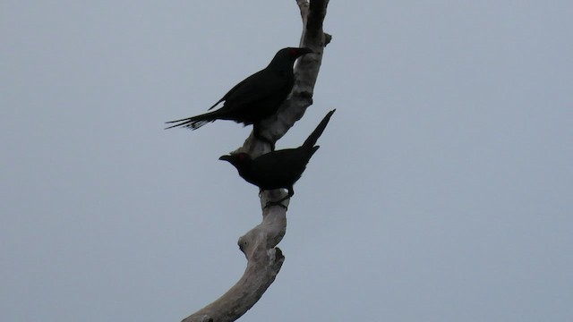 Metallic Starling - ML531544381