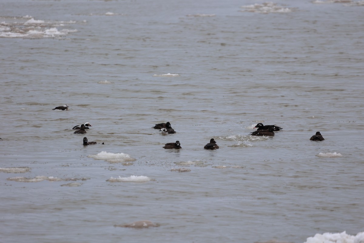 White-winged Scoter - ML531544951