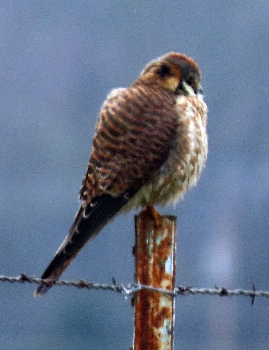 American Kestrel - ML531545581