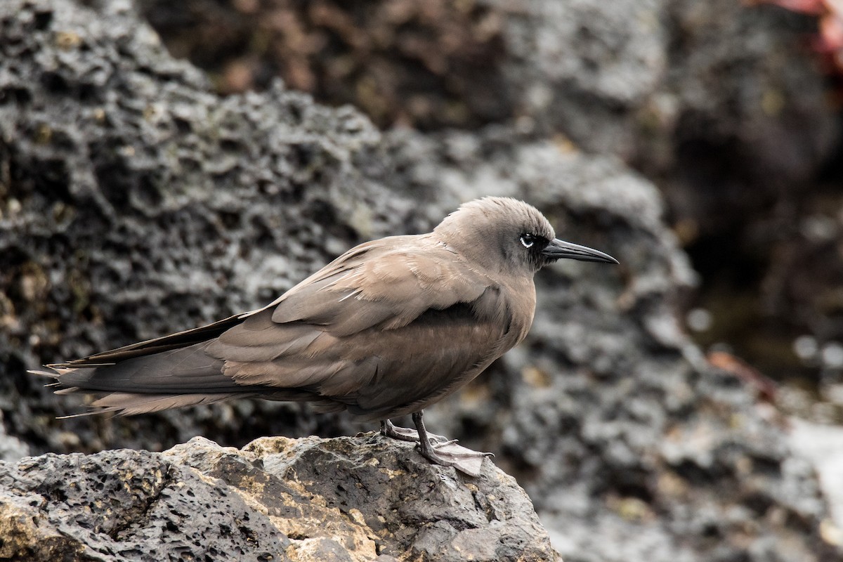 Brown Noddy - Lori Buhlman