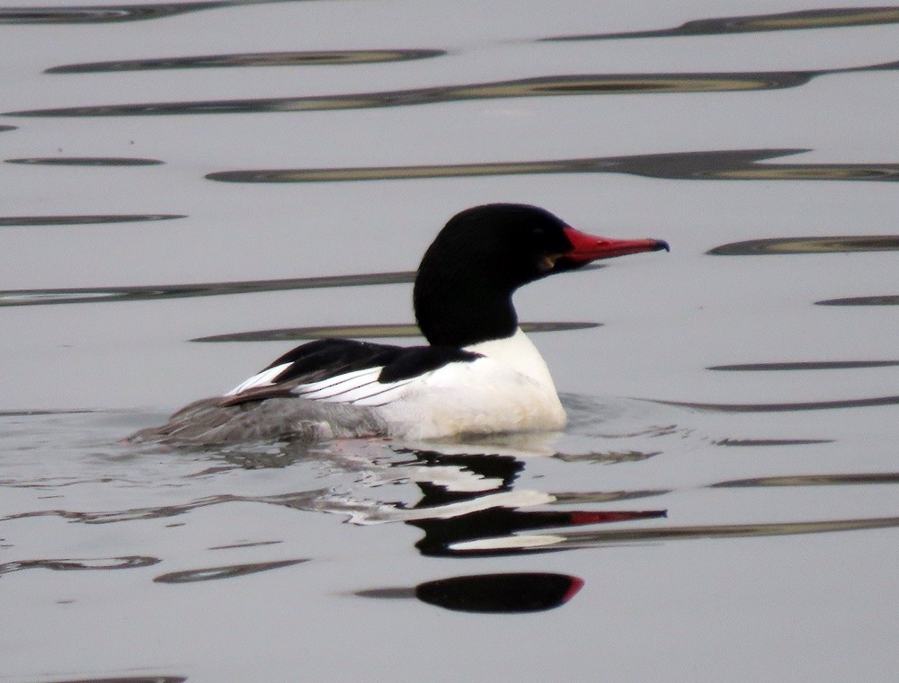 Common Merganser - ML531547181