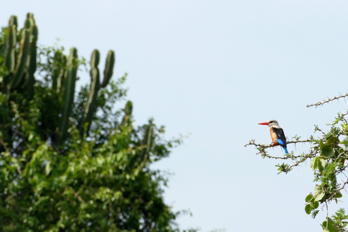 Gray-headed Kingfisher - Hugh Powell