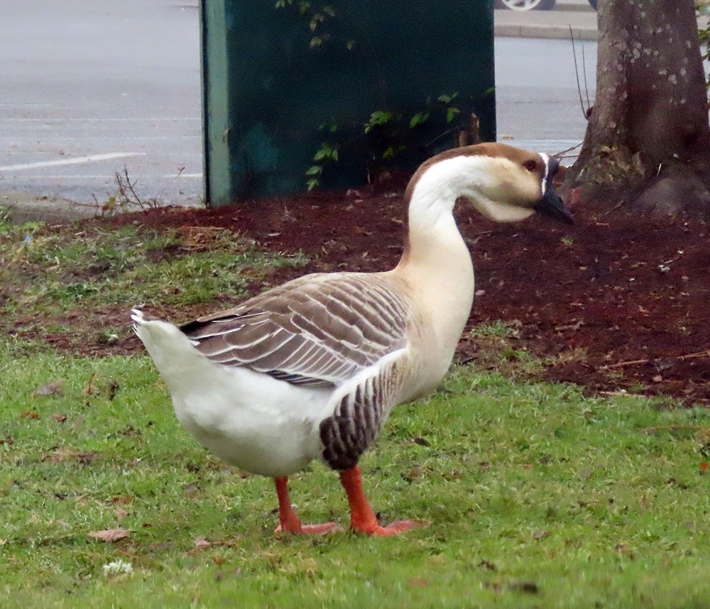 Domestic goose sp. (Domestic type) - ML531549091